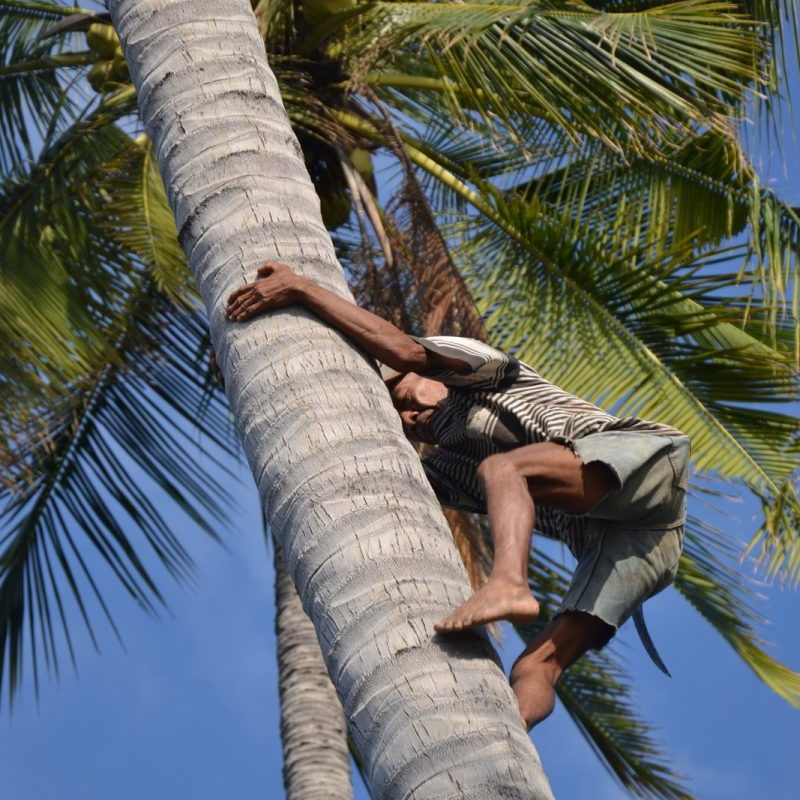 Pluggin coconuts