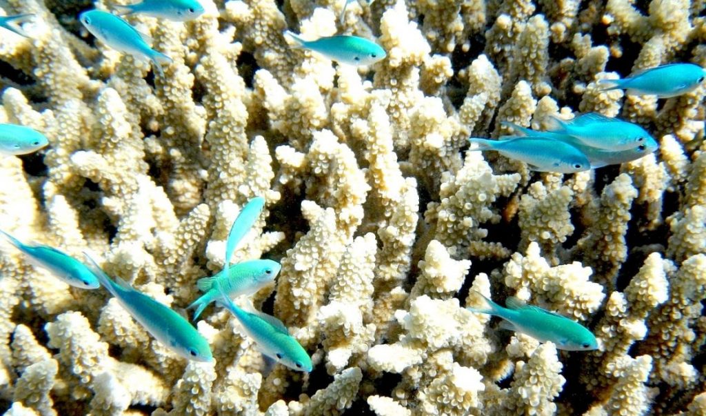 We have a coral reef right on our doorstep